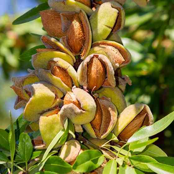 Саджанці мигдалю Амаретто - 1-річний Чернівці