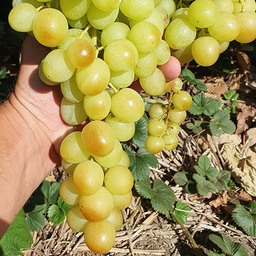 Саженцы винограда Титан (черенкованный) - 1-летний Черновцы - изображение 1