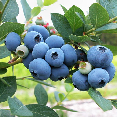 Саженцы голубики Норд Блю (черенкованный) - 2-летний Черновцы - изображение 1