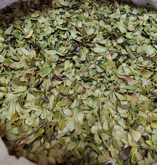 Толокнянка / Медвежі вушка / Мучниця, 500г. Київ - фото 1