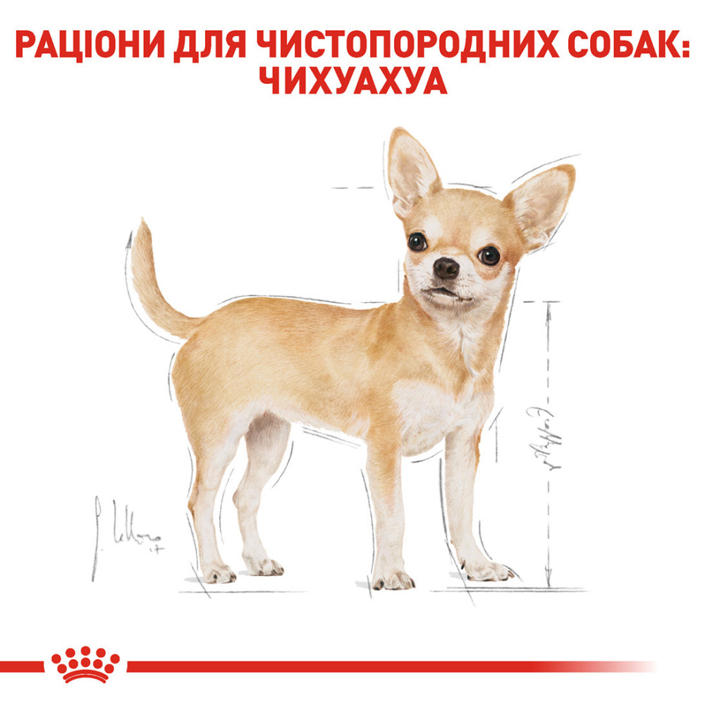 Корм для дорослих собак породи Чихуахуа ROYAL CANIN CHIHUAHUA ADULT 0.5 кг Київ - фото 3