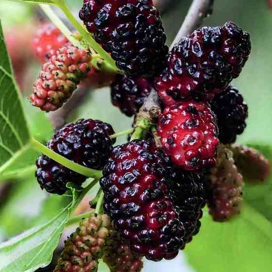 Саджанці шовковиці Чорна Перлина - 2-річний (привитий) Чернівці