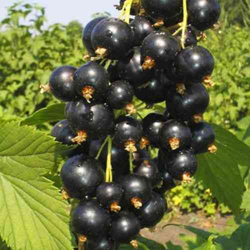 Саджанці смородини Санюта (черенкований) - 1-річний Чернівці