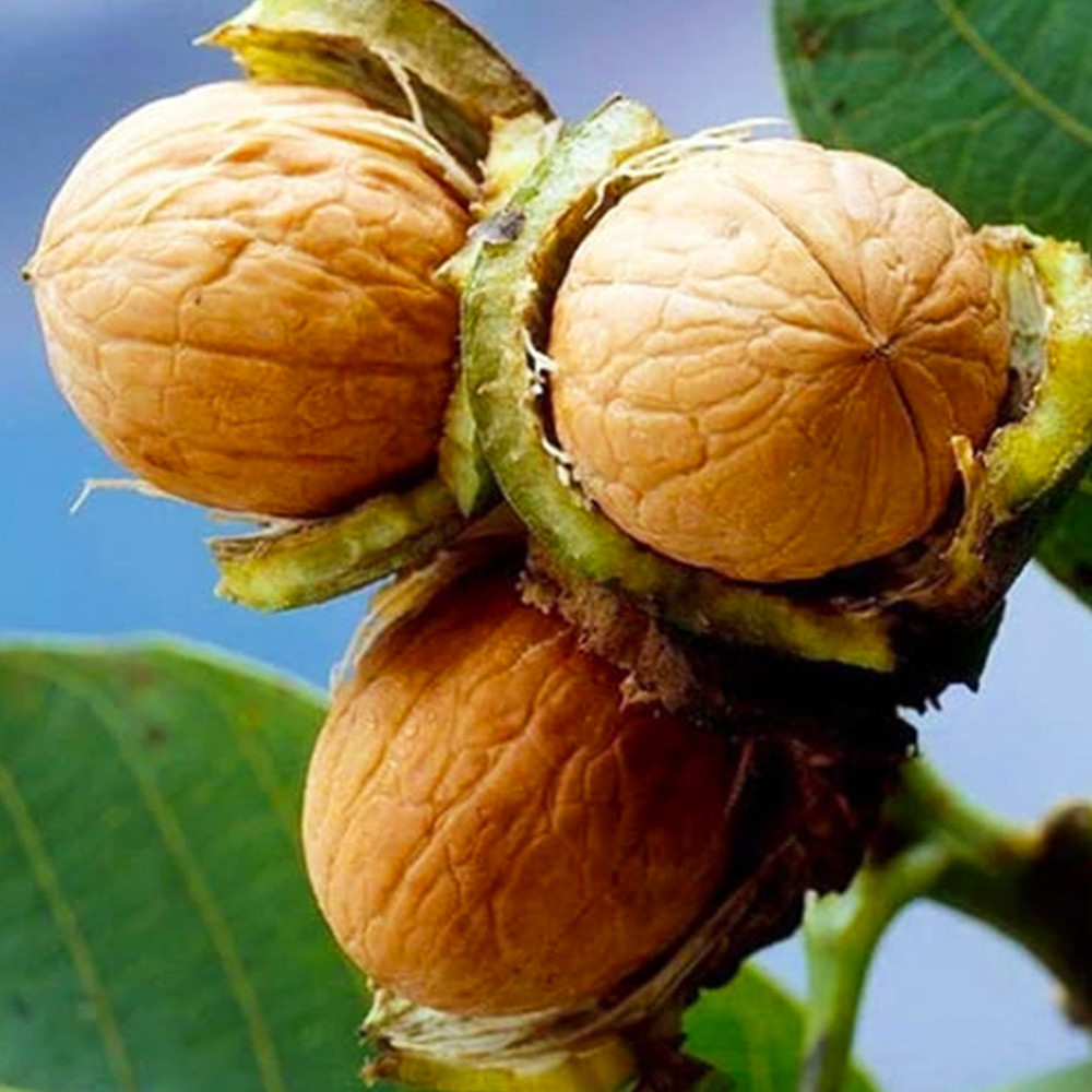 Саджанці грецького горіха Кардинал (привитий) Чернівці - фото 1