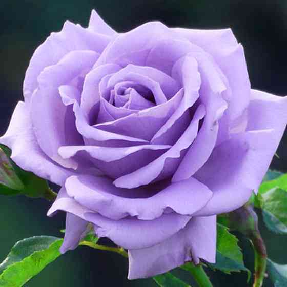 Саженцы роз на штамбе Голубой Нил (привитый) Черновцы