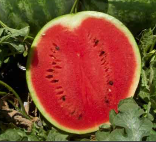 Плівка 30 мкм 1 м*1000 м біла для мульчування баштанних Дніпро - фото 2