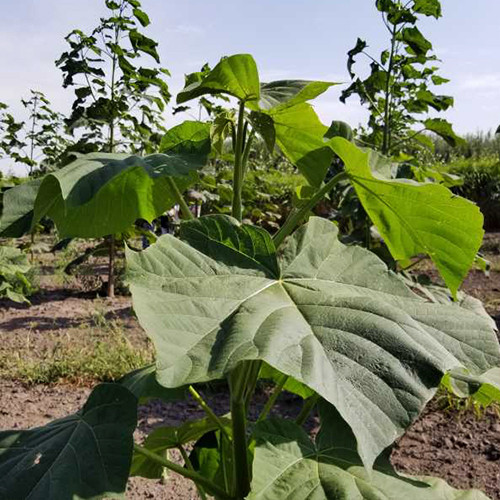 Саженцы павловнии Феникс (черенкованная) - 1-летний Черновцы - изображение 1