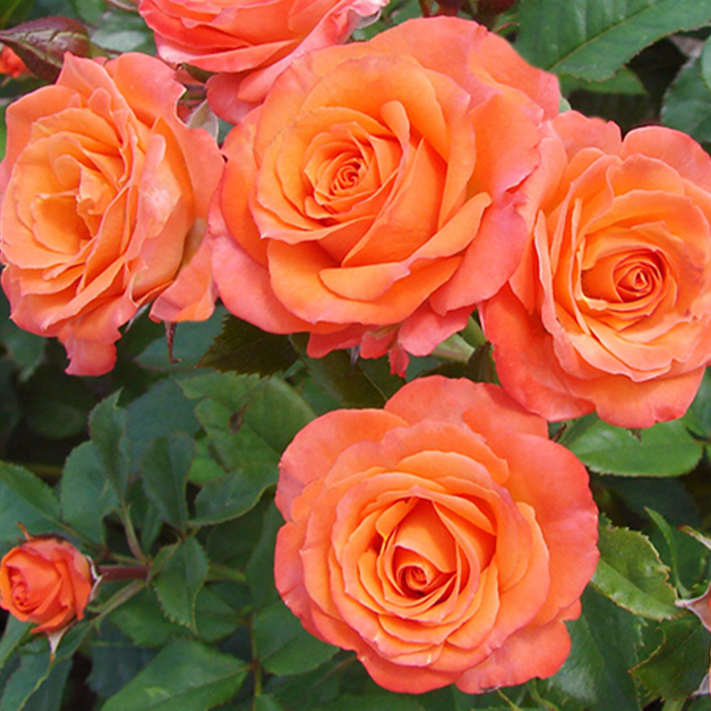 Саженцы бордюрных роз Аллегрия (привитый) Черновцы - изображение 2