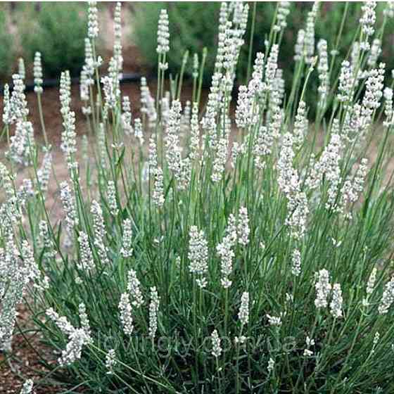 Саджанцы лавандина (пересорт) 2-х летние - Phenomenal и Edelweiss, лаванда фиолетовая или белая Ирпень