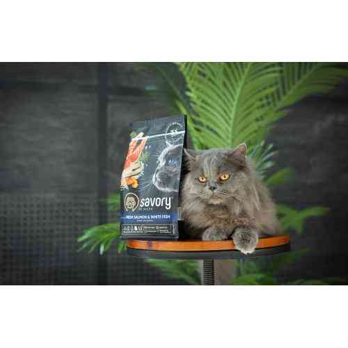 Корм сухой Savory Adult Cat Gourmand Fresh Salmon and White Fish для взрослых кошек со свежим лососем и белой рыбой 400 г Киев