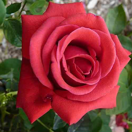 Саджанці троянд Черрі Аваланж (привитий) - 2-річний Чернівці