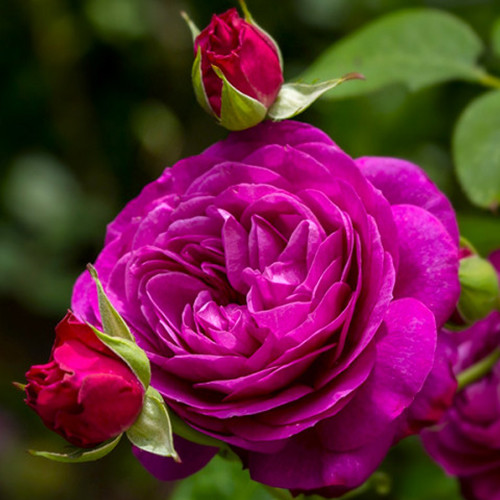 Саджанці троянд Хайді Клум (привитий) - 2-річний Чернівці - фото 1