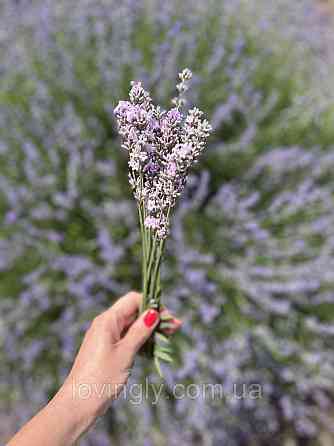 Дворічні саджанці  рожевої лаванди Miss Katherine Ірпінь