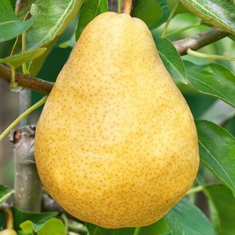 Саженцы груши Дюшес (привитый) - 1-летний Черновцы - изображение 3