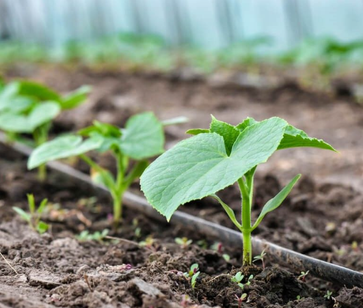 Лента капельная 7 mil шаг 20 см бухта 1000 метров эмитерная Shadow Днепр