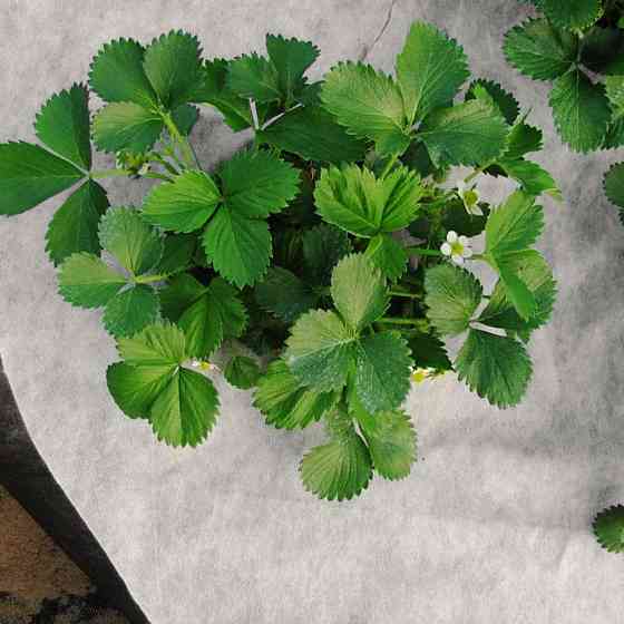 Агроволокно 50 г/м2 3,2х10 м. чорно-біле "Shadow" пакетоване Дніпро