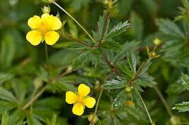 Корінь калгана (Корень калгана) 100г master sem Киев - изображение 2