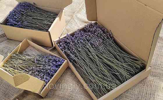 Веточки лаванды для творческих проектов, эстетического оформления товаров, подарков. Ирпень