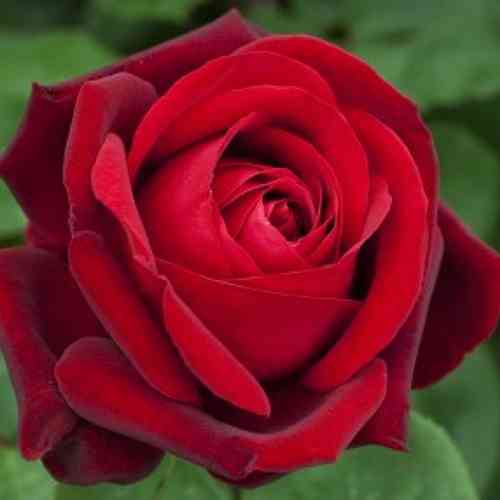 Саджанці троянд Едіт Піаф (привитий) - 2-річний Чернівці