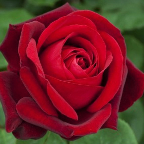 Саджанці троянд Едіт Піаф (привитий) - 2-річний Чернівці - фото 1