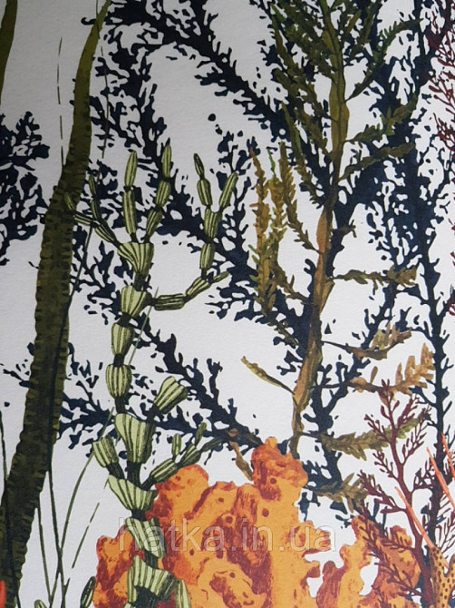 Обои виниловые  Lutece Bensimon панно 260х350 см панно море водный мир аквариум кораллы водоросли на белом Киев - изображение 4