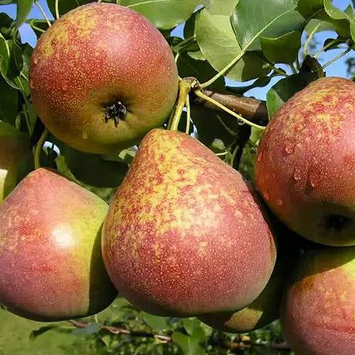 Саженцы груши Мраморная (привитый) - 1-летний Черновцы - изображение 1