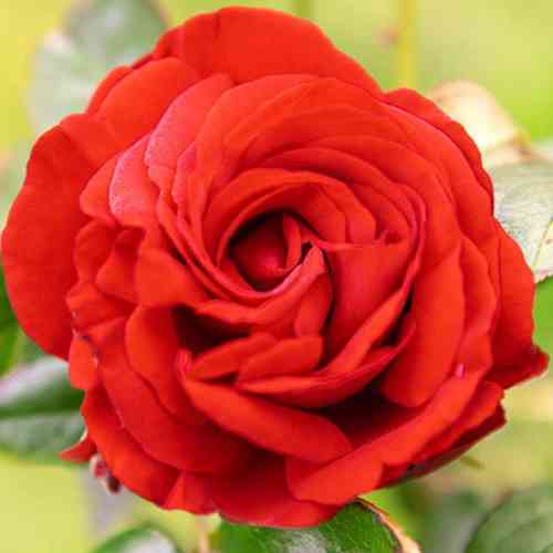 Саженцы роз Пол Скарлет Клаймер (привитый) - 2-летний Черновцы