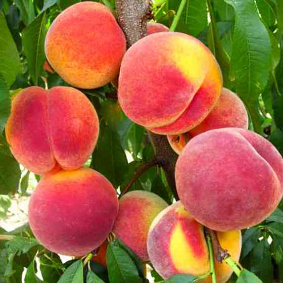 Саженцы персика Топ Свит Т5 (привитый) - 1-летний Черновцы