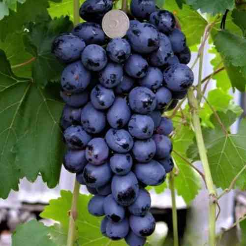 Саженцы винограда Бако Нуар (черенкованный) - 2-летний Черновцы