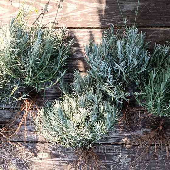 Лавандин сорту Grosso  дворічний сформований  саджанець діаметром до 30 см Ірпінь