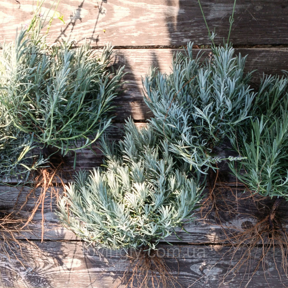 Лавандин сорту Grosso  дворічний сформований  саджанець діаметром до 30 см Ірпінь - фото 3