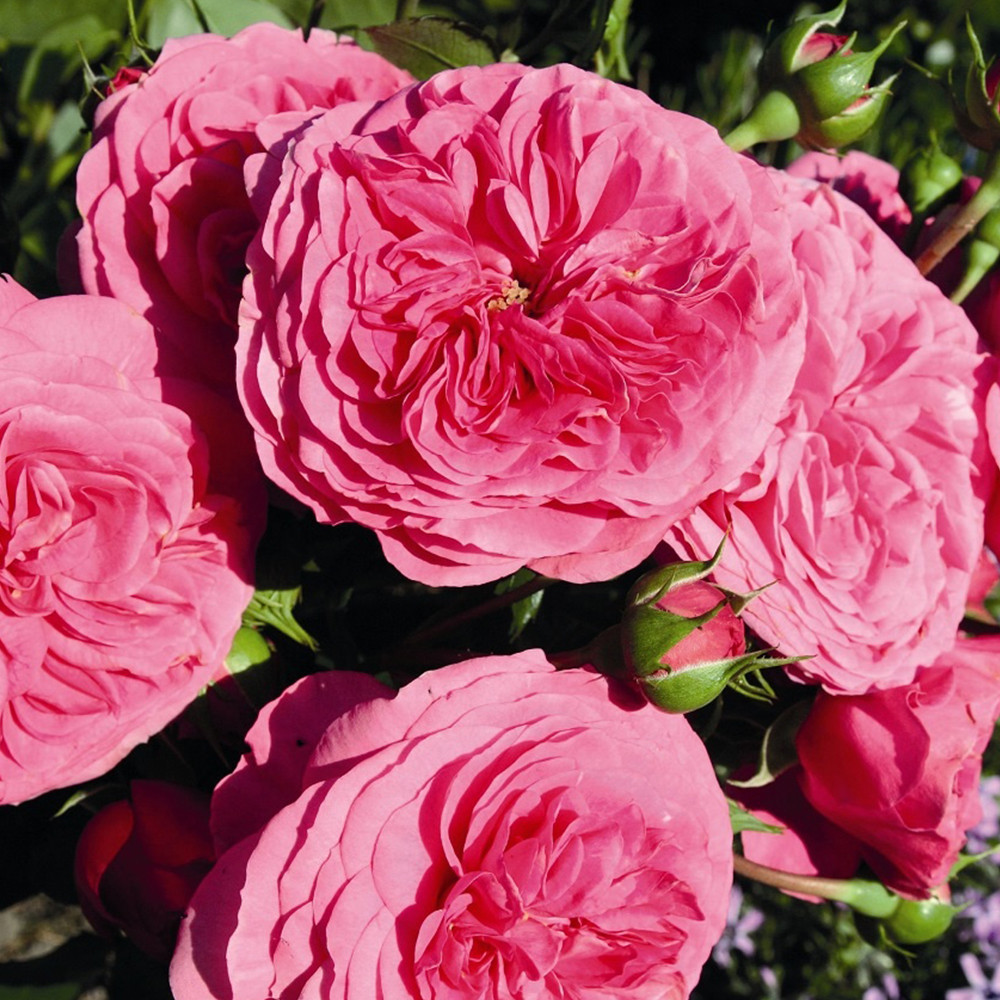 Саджанці троянд флорибунда Баронеса (привитий) Чернівці - фото 2