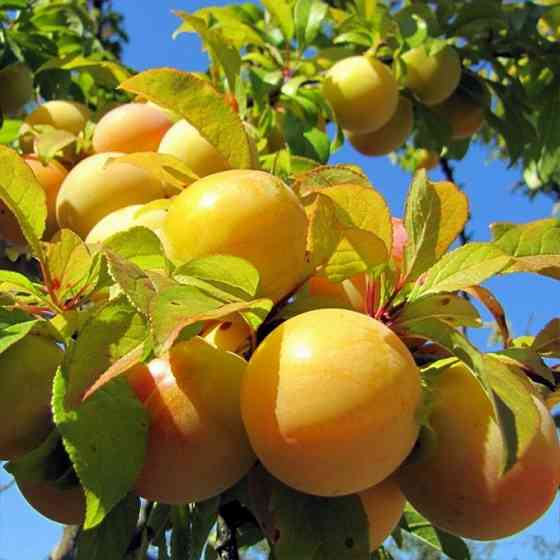 Саджанці сливи Біла Медова (привитий) - 2-річний Чернівці