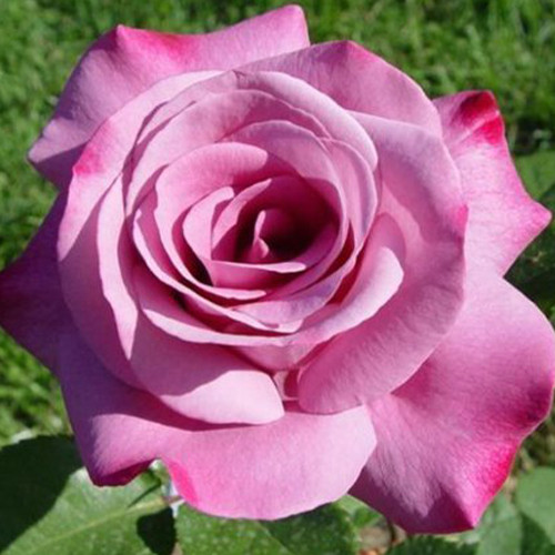 Саджанці троянд Муді Блю (привитий) - 2-річний Чернівці - фото 1