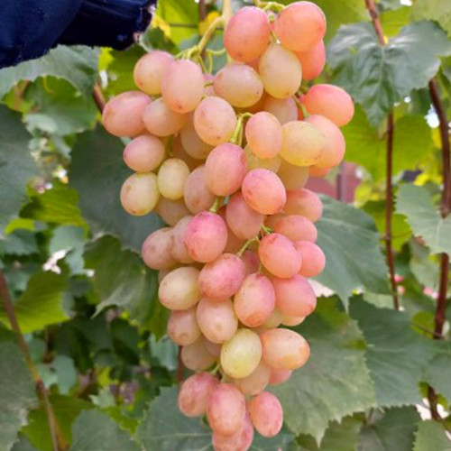 Cаджанці винограду Румба (черенкований) - 1-річний Чернівці - фото 1