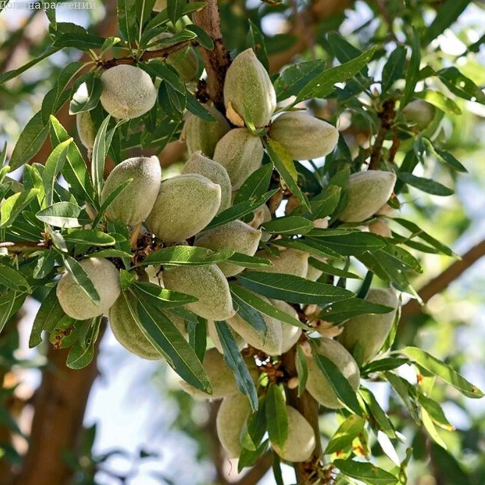 Саджанці мигдалю Аян - 2-річний Чернівці - фото 1