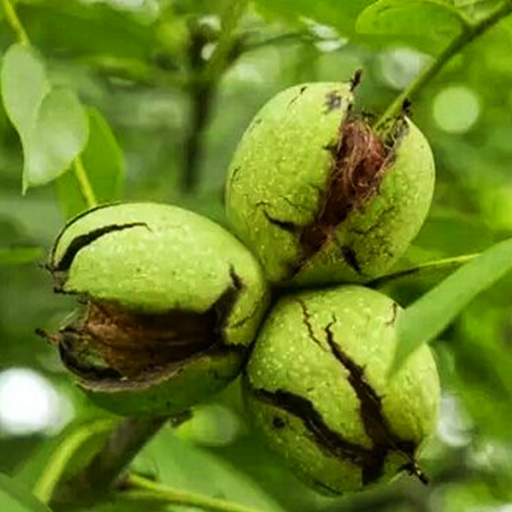 Саженцы грецкого ореха Прикарпатский - 3-летний Черновцы - изображение 3