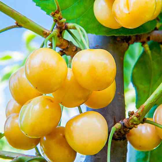 Саженцы колоновидной черешни Желтая (привитый) - 2-летний Черновцы