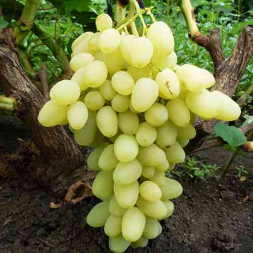 Саженцы винограда Зирница (черенкованный) - 1-летний Черновцы