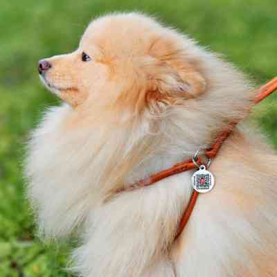 Шлея для собак WAUDOG Soft з QR паспортом кругла Д 6 мм А 26-46 см В 30-50 см коричнева (46236) Вінниця