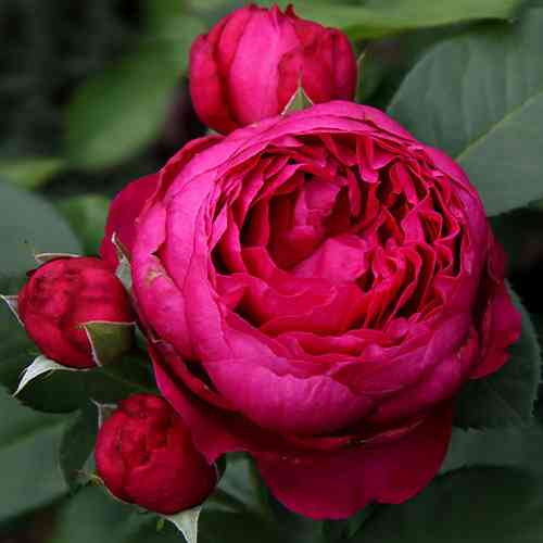 Саженцы роз Аскот (привитый) - 2-летний Черновцы