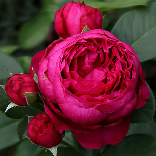 Саженцы роз Аскот (привитый) - 2-летний Черновцы - изображение 1