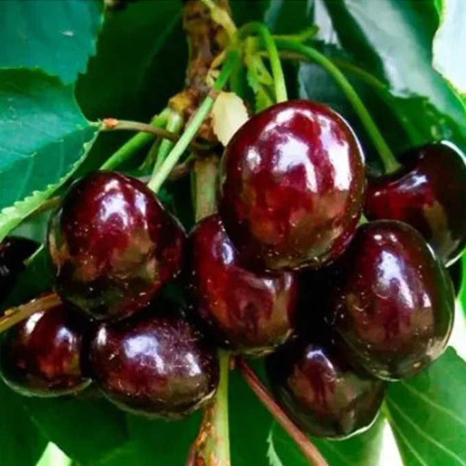 Саджанці черешні Чорний Принц (привитий) - 1-річний Чернівці - фото 1