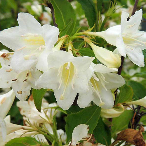 Саджанці вейгели Кандіда (черенкований) - 1-річний Чернівці - фото 1