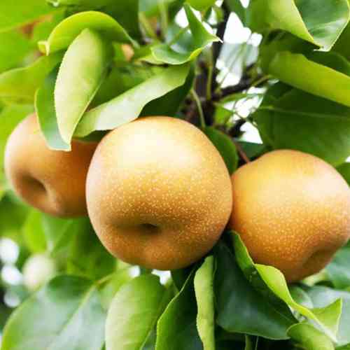 Саджанці груші азіатської Секуі (привитий) - 2-річний Чернівці