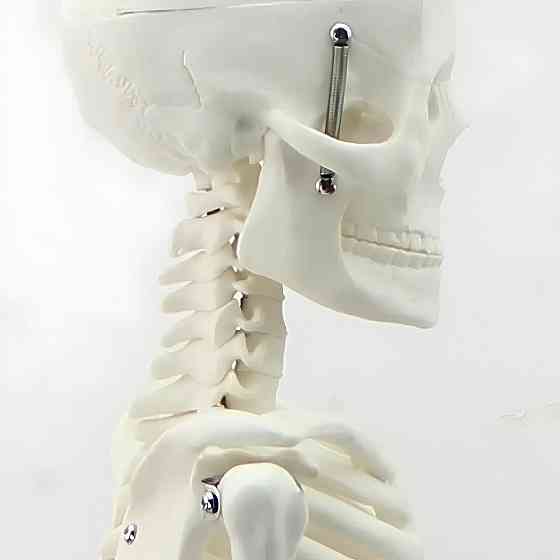 Велика модель скелета RESTEQ деталізована фігурка скелета анатомічний скелет людини 45см Київ