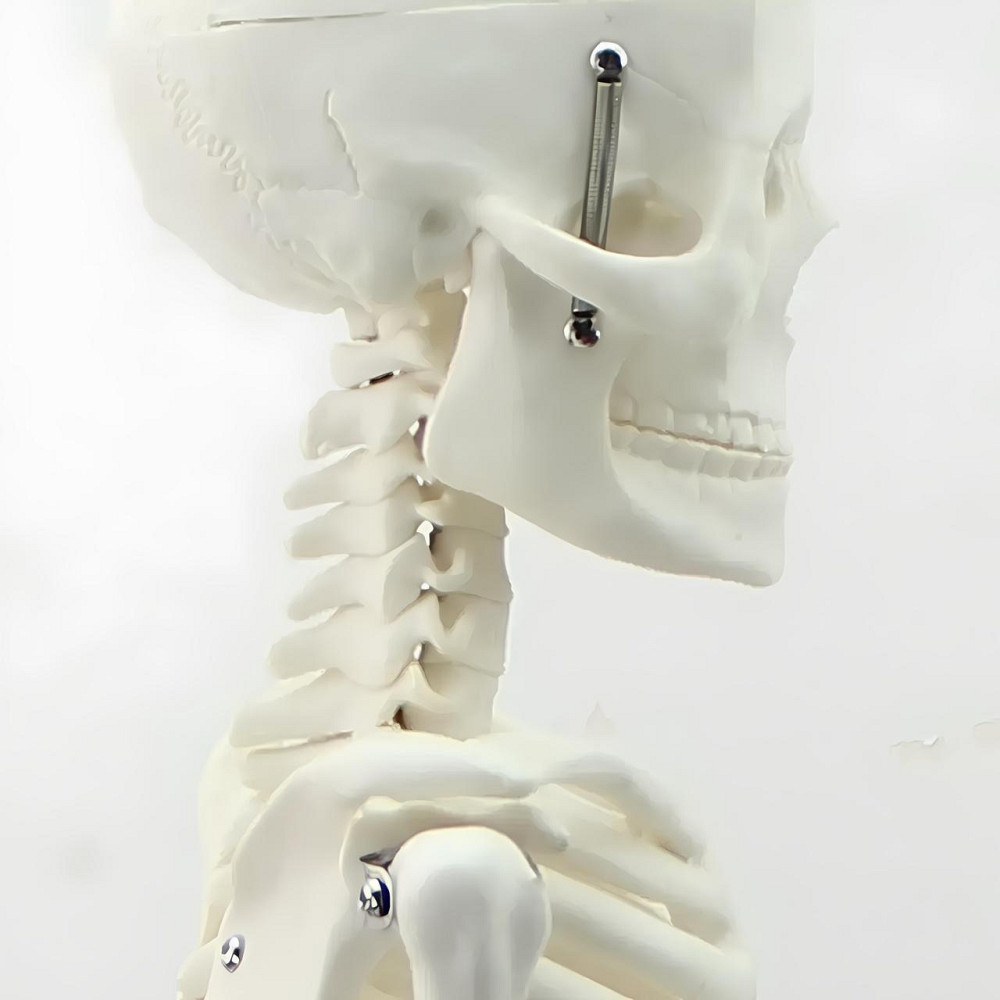 Велика модель скелета RESTEQ деталізована фігурка скелета анатомічний скелет людини 45см Київ - фото 2