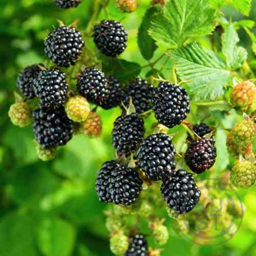 Саженцы ежевики Навахо (черенкованный) - 2-летний Черновцы