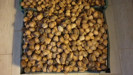 Орехи 2025. Одесса Одесса