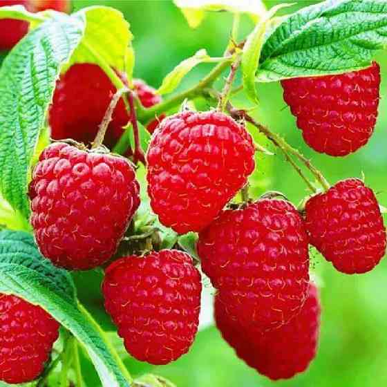 Саджанці малини Зюгана Чернівці